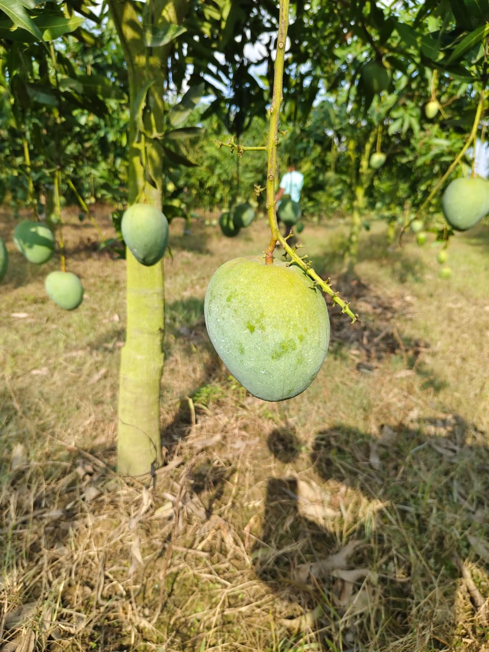বারি-৪ আম ২৫ কেজি হোম ডেলিভারি - Image 3