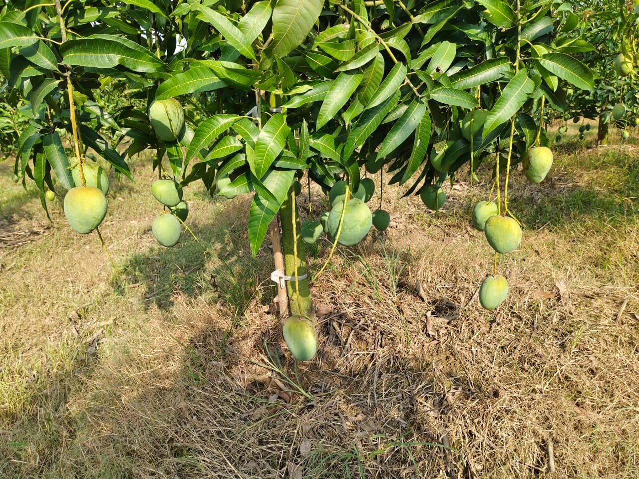বারি-৪ আম ২৫ কেজি হোম ডেলিভারি - Image 2