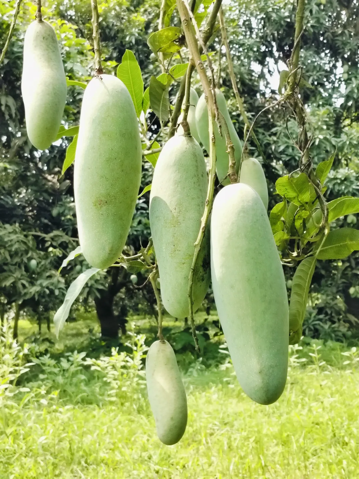 ব্যানানা ম্যাংগো ২০ কেজি হোম ডেলিভারি - Image 2