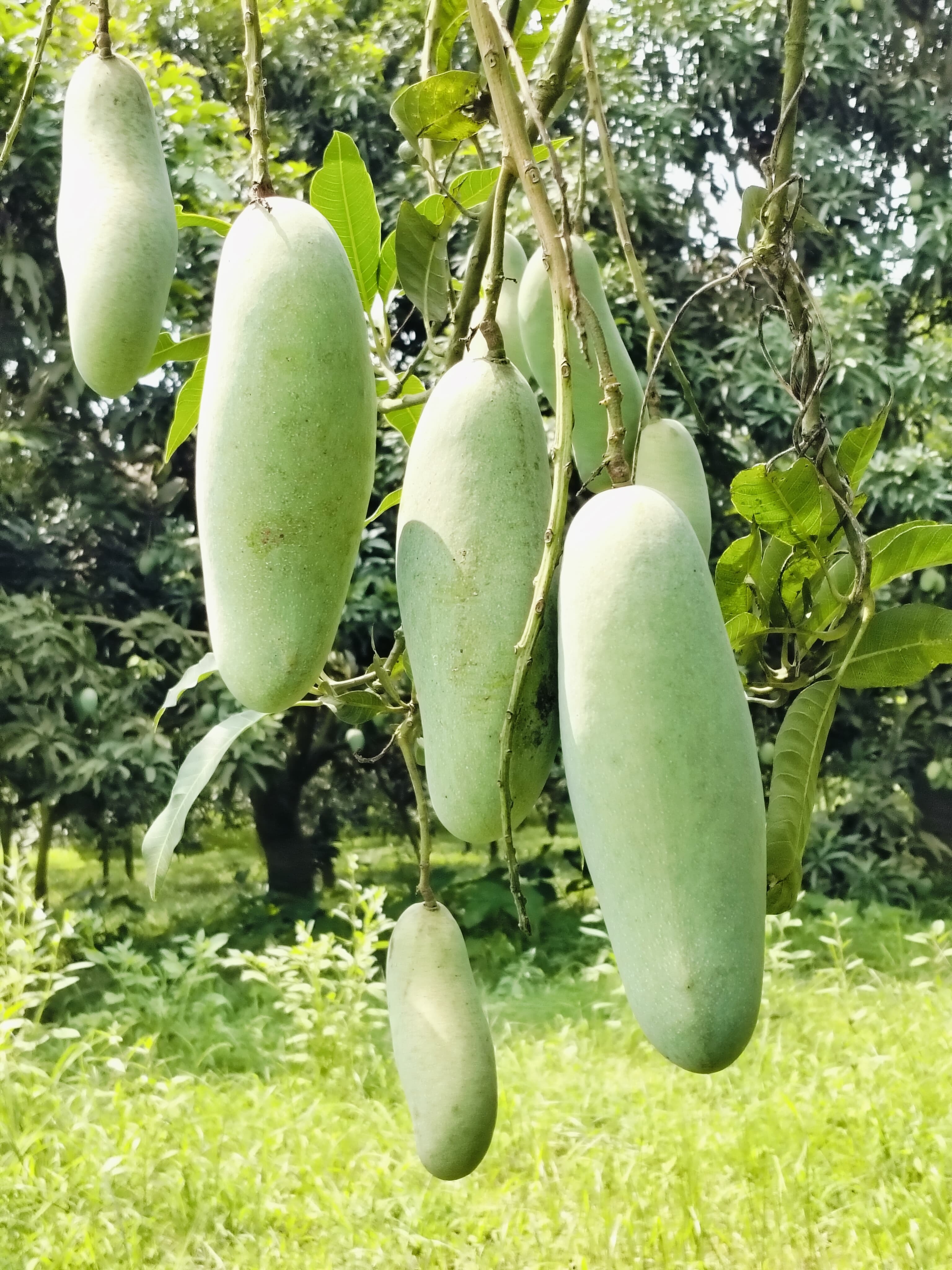 ব্যানানা ম্যাংগো ১২ কেজি হোম ডেলিভারি - Image 2