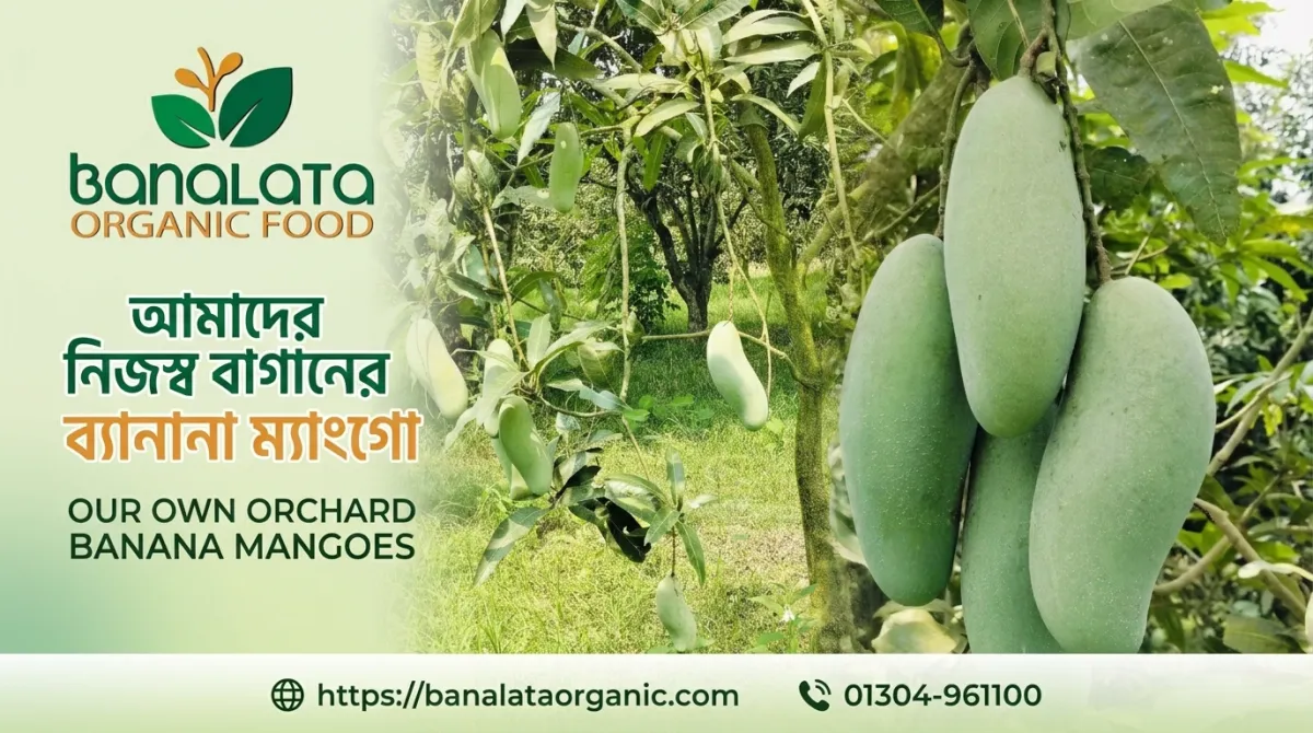 ব্যানানা ম্যাংগো ২০ কেজি হোম ডেলিভারি - Image 4