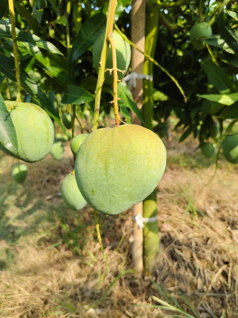 বারি-৪ আম ১২ কেজি হোম ডেলিভারি - Image 1