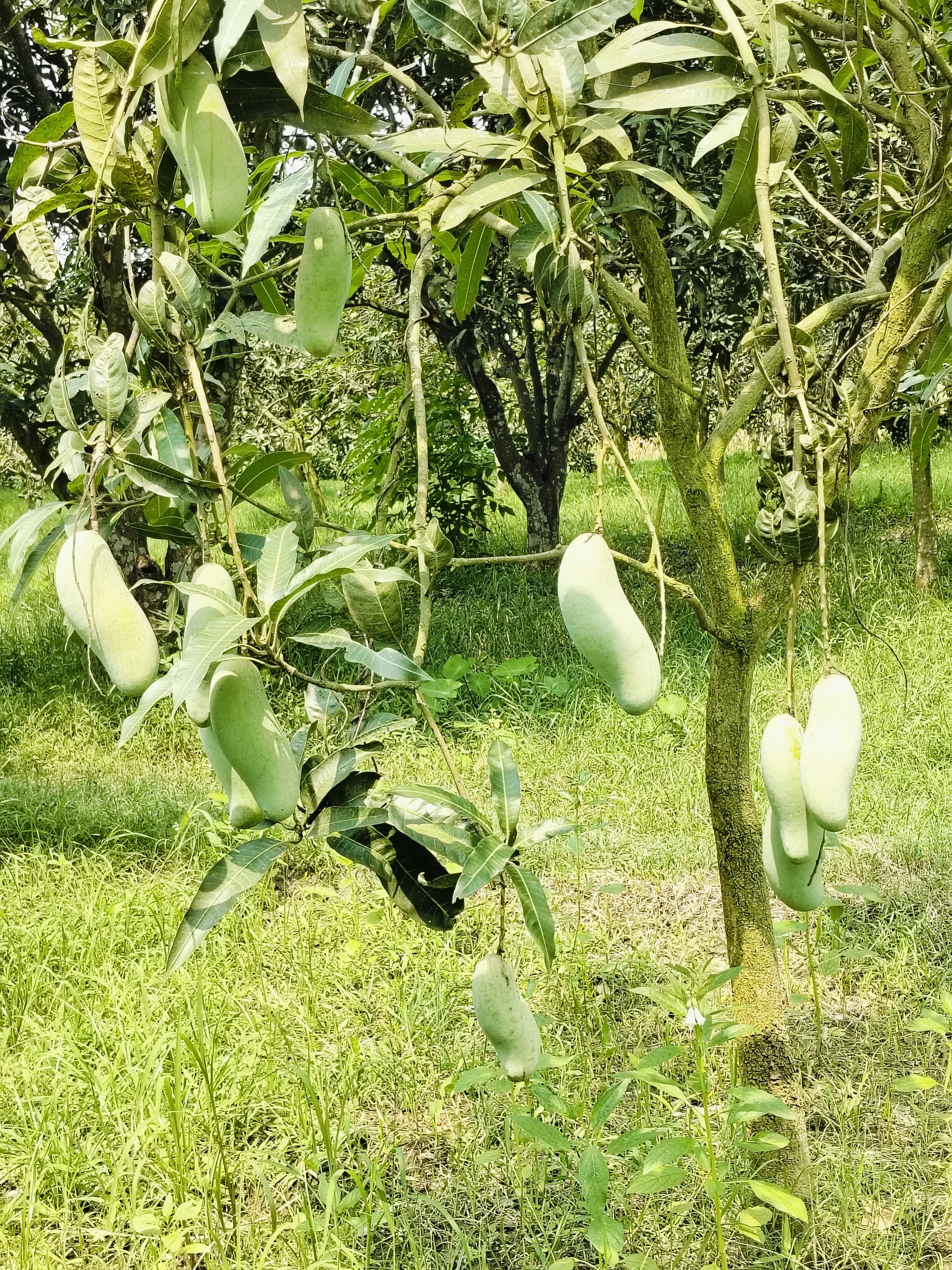 ব্যানানা ম্যাংগো ২০ কেজি হোম ডেলিভারি - Image 3
