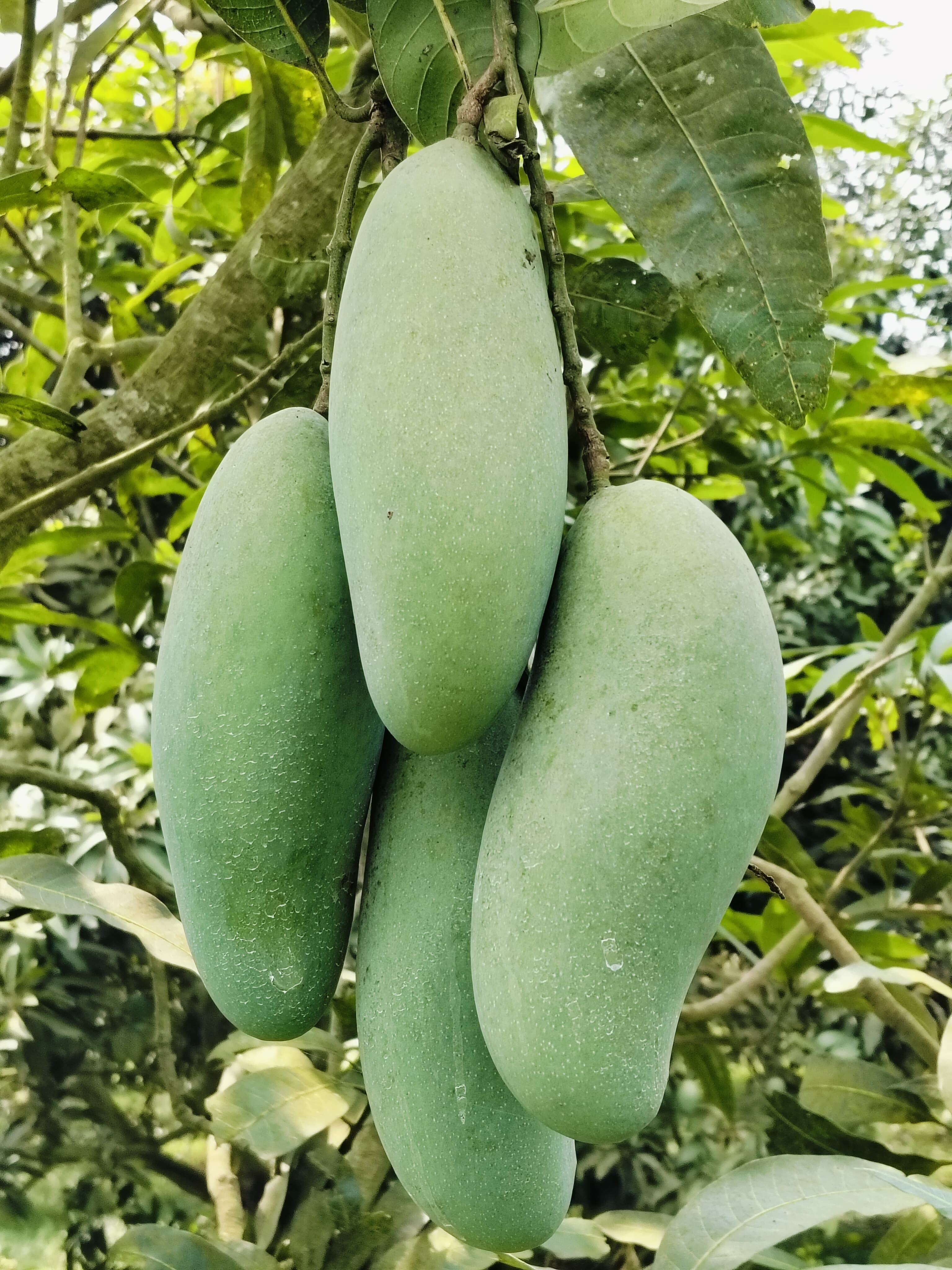 ব্যানানা ম্যাংগো ২০ কেজি হোম ডেলিভারি - Image 1