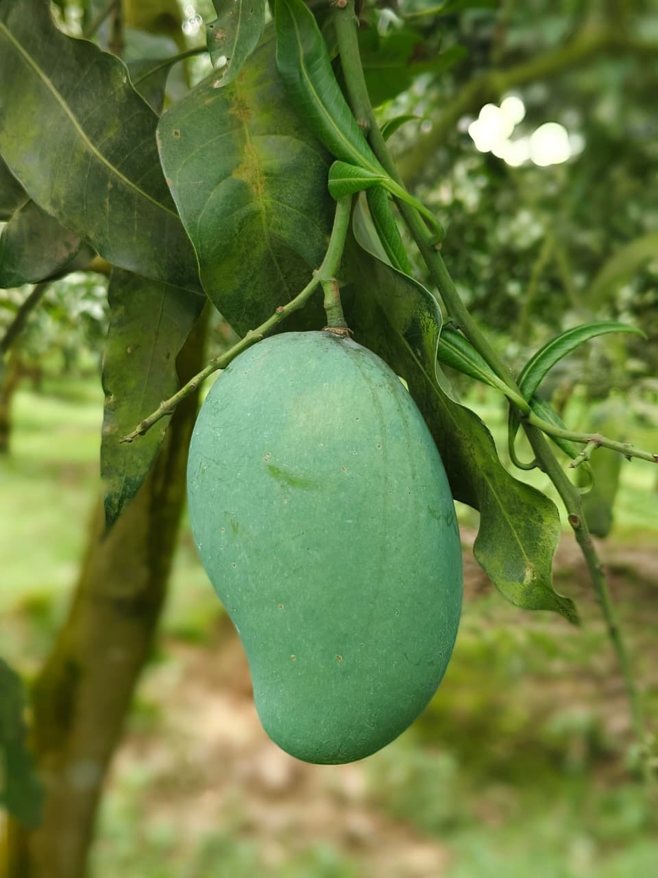 আম্রপালি ১২ কেজি হোম ডেলিভারি - Image 1