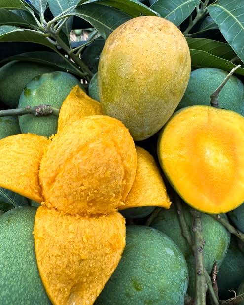 হিমসাগর আম (রাজশাহী) Himsagor Mango_img_1