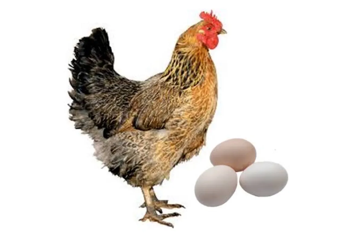 দেশী মুরগীর ডিম (Deshi Chicken Egg)