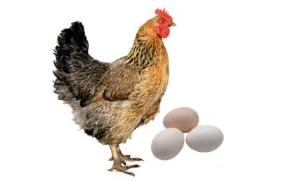 দেশী মুরগীর ডিম (Deshi Chicken Egg)_img_0
