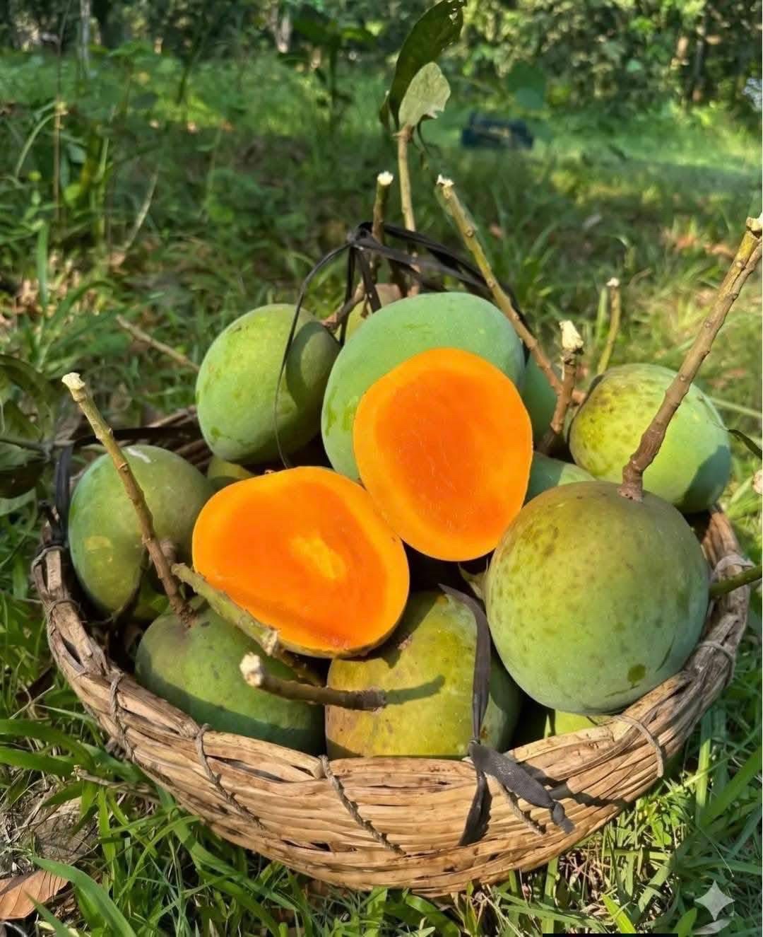 হিমসাগর আম (রাজশাহী) Himsagor Mango