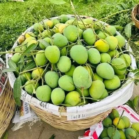 হিমসাগর আম (রাজশাহী) Himsagor Mango_img_5