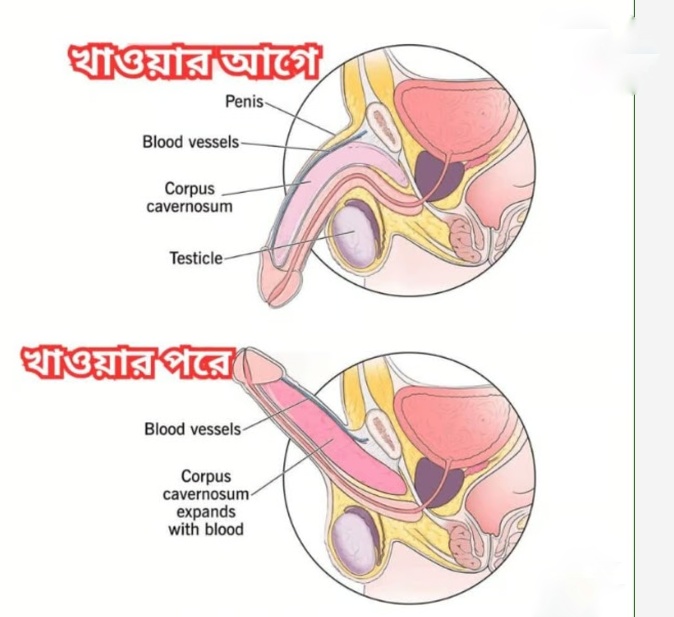 JINGSENG PLUS 60P capsule  এটি প্রাকৃতিক ভেষজ উপাদান দিয়ে তৈরি, তাই এটা খেলে ইনস্ট্যান্ট কাজ করবে না ধীরে ধীরে শরীরের ভিতর থেকে কাজ করবে, যা আপনাকে দিবে দীর্ঘস্থায়ী টেকসই সমাধান_img_1