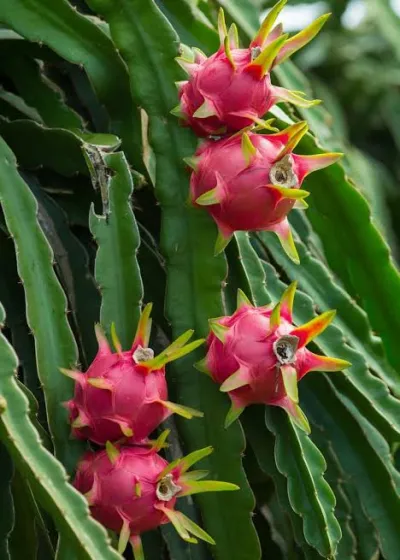 সিজন ফ্রেশ ড্রাগন ৫ কেজি | Season fresh Dragon Fruit 5 kg_img_1