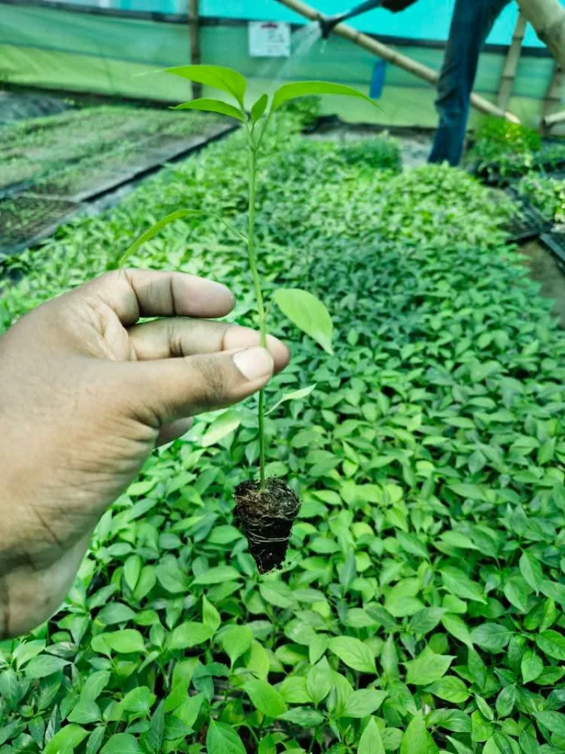 সুপার হট মরিচের রেডি চারা- Chilli Ready Plant's | Super Hot Plant's- (A.R Malik Seeds)