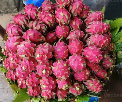 সিজন ফ্রেশ ড্রাগন ৫ কেজি | Season fresh Dragon Fruit 5 kg_img_2