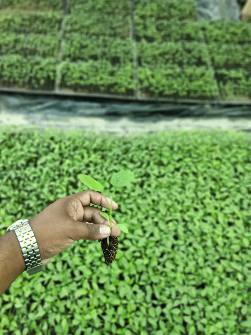 বিগবস বেগুনের রেডি চারা- Big Boss Brinjal Ready Plant's (Agro-1)