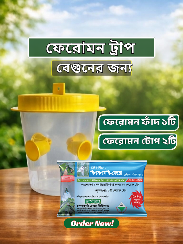 বেগুনের ডগা ও ফল ছিদ্রকারী পোকা দমনে বিএসএফবি-ফেরো।