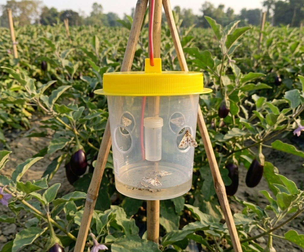 বেগুনের ডগা ও ফল ছিদ্রকারী পোকা দমনে বিএসএফবি-ফেরো।_img_3