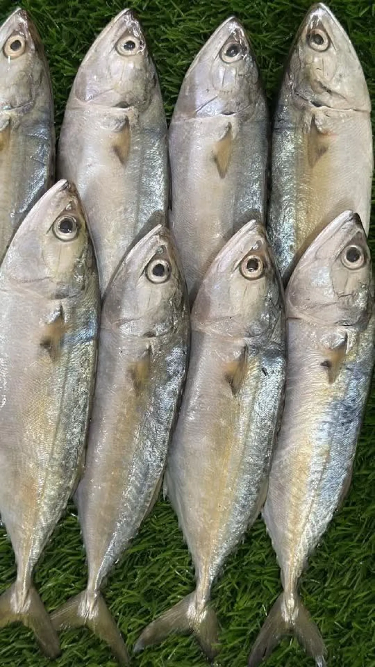 Narkeli Shurma / per kg