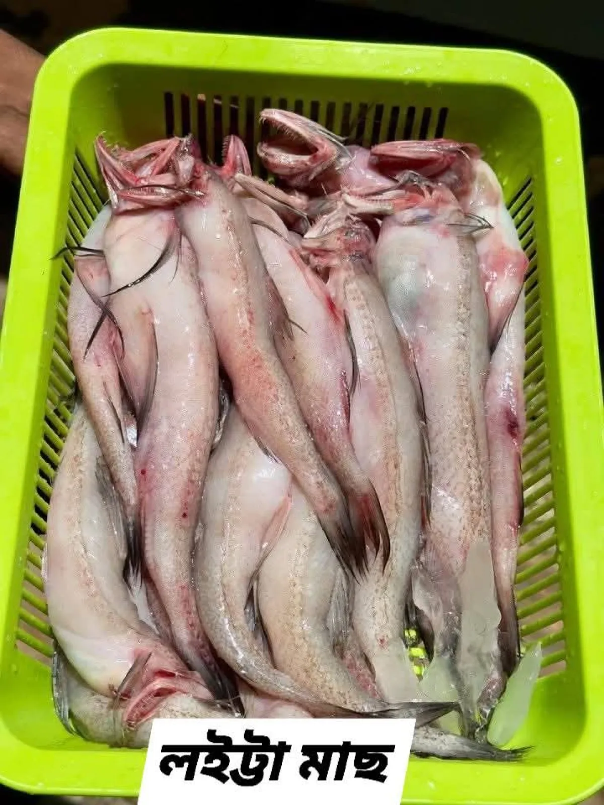 Loitta / per kg