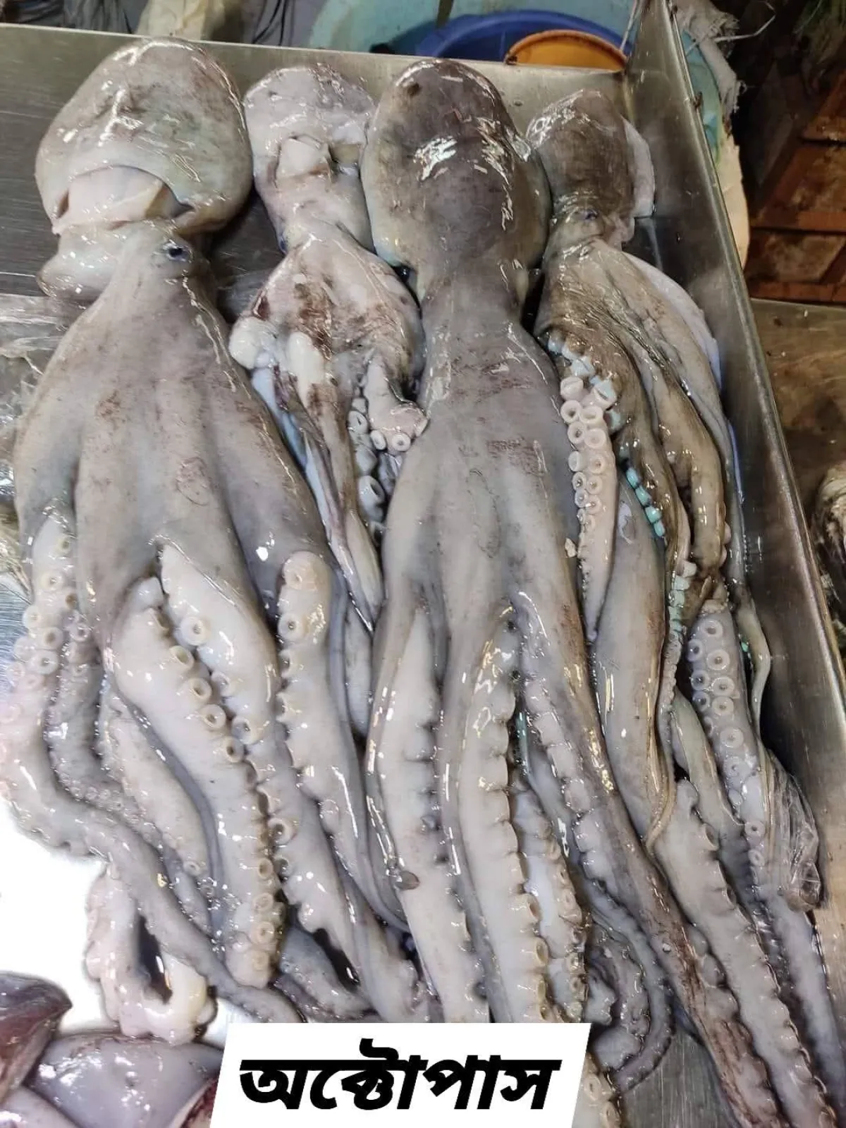 Octopus / 2/3pc in per kg