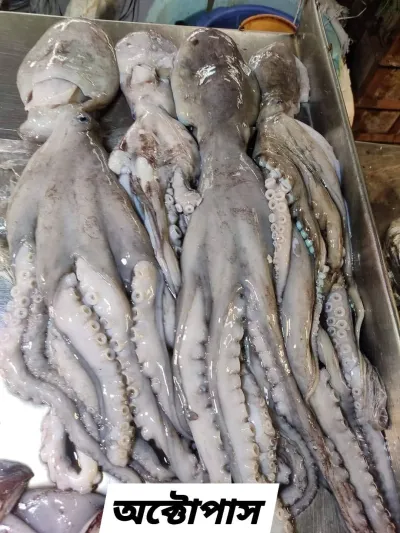 Octopus / 2/3pc in per kg_img_0