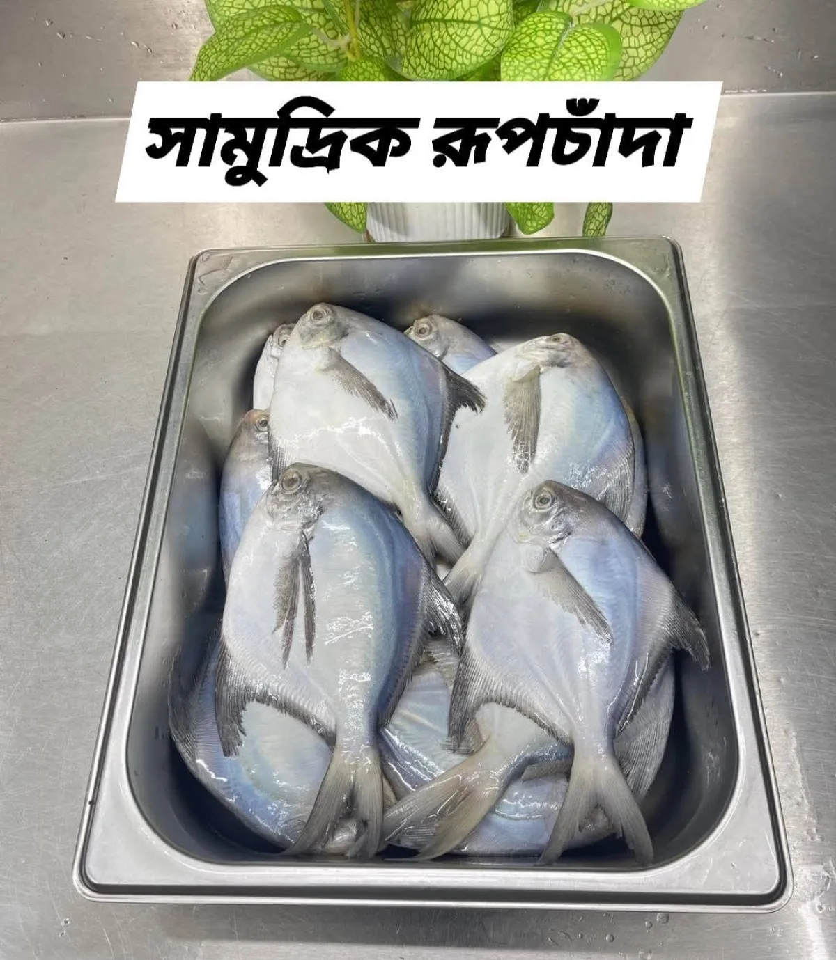 Rupchada 5/6pc / per Kg