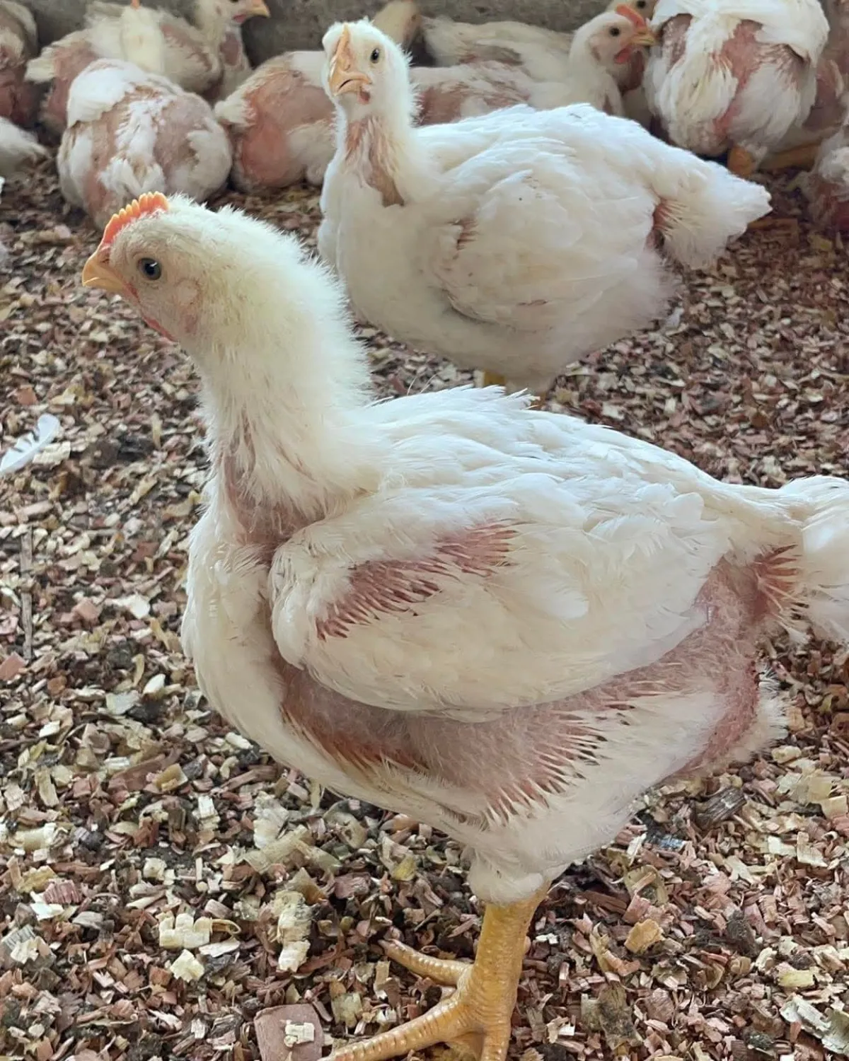 Live Broiler Chicken Dressing  / Per Kg