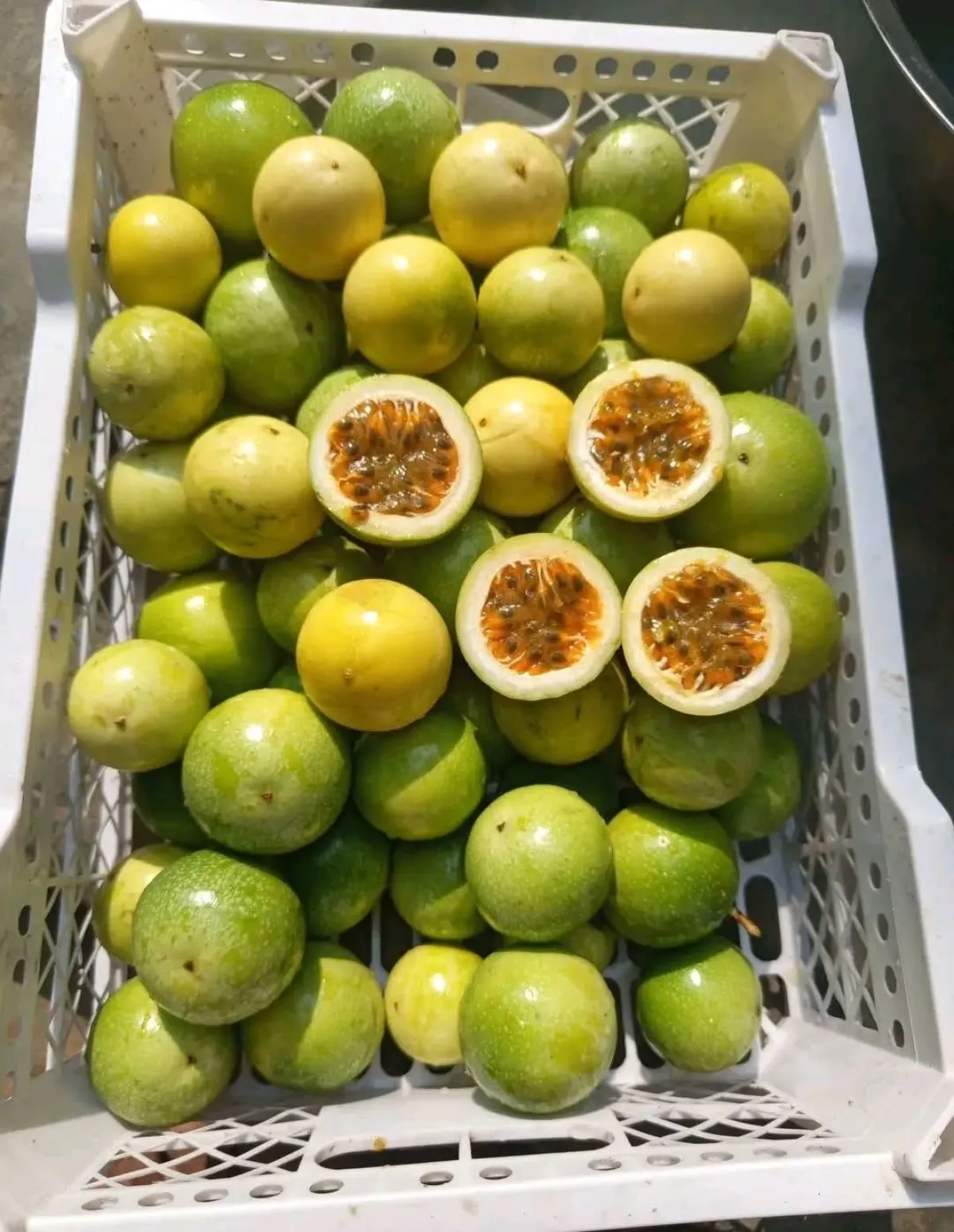 Regular small Size 15-20pc in a per Kg