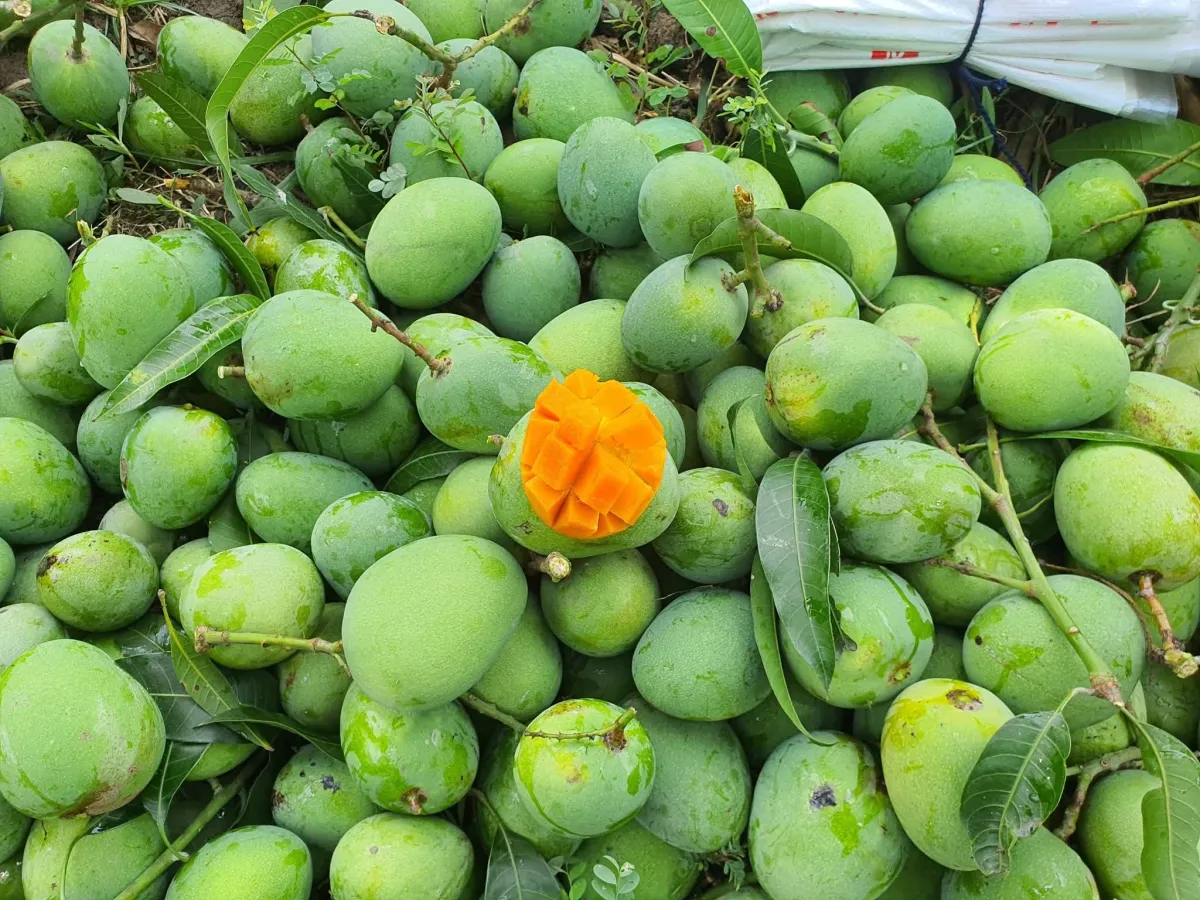 Himsagor Mango - 10kg