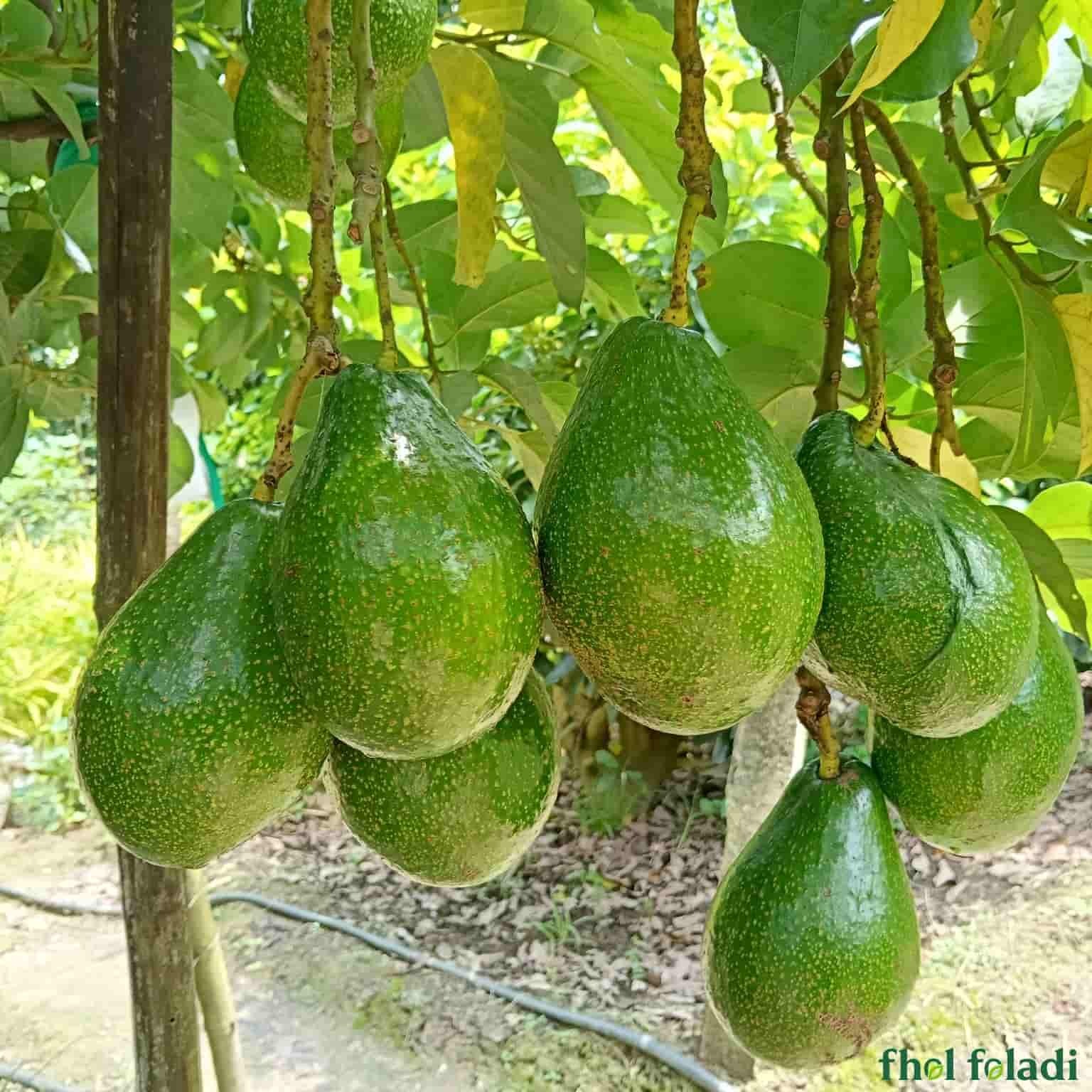 ন্যাচারাল অ্যাভোকাডো ফল ১ কেজি - (Natural Avocado Fruit 1kg )