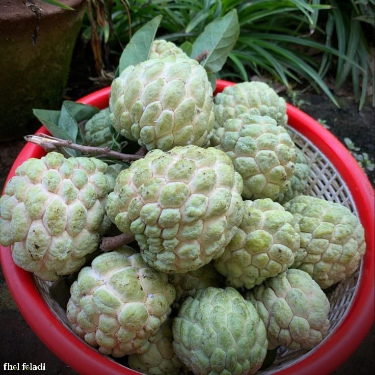 ন্যাচারাল শরিফা ফল- ৫কেজি  (Custard Apple 5kg)