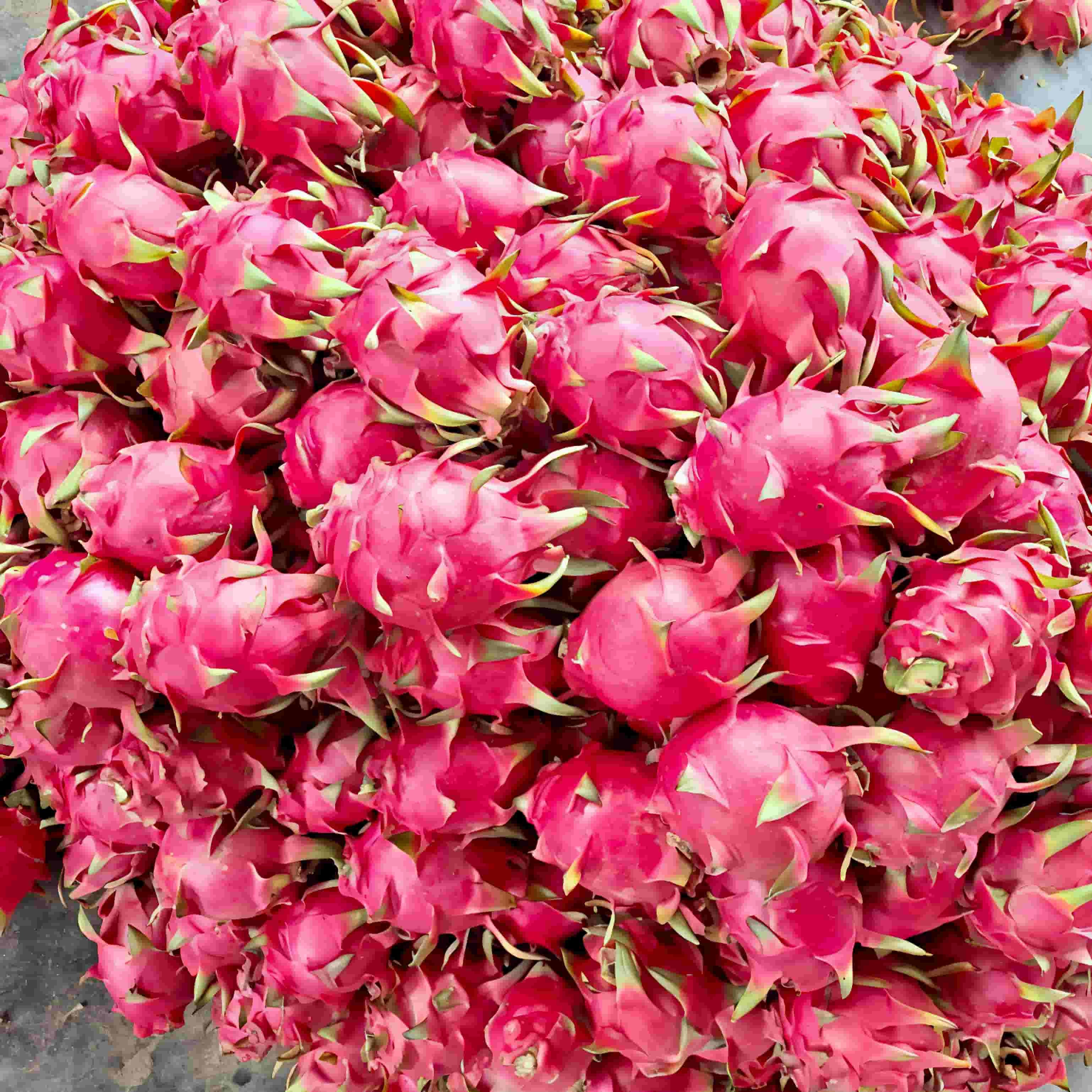 ন্যাচারাল ড্রাগন ফল ২০কেজি - (Natural Dragon Fruit 20kg)