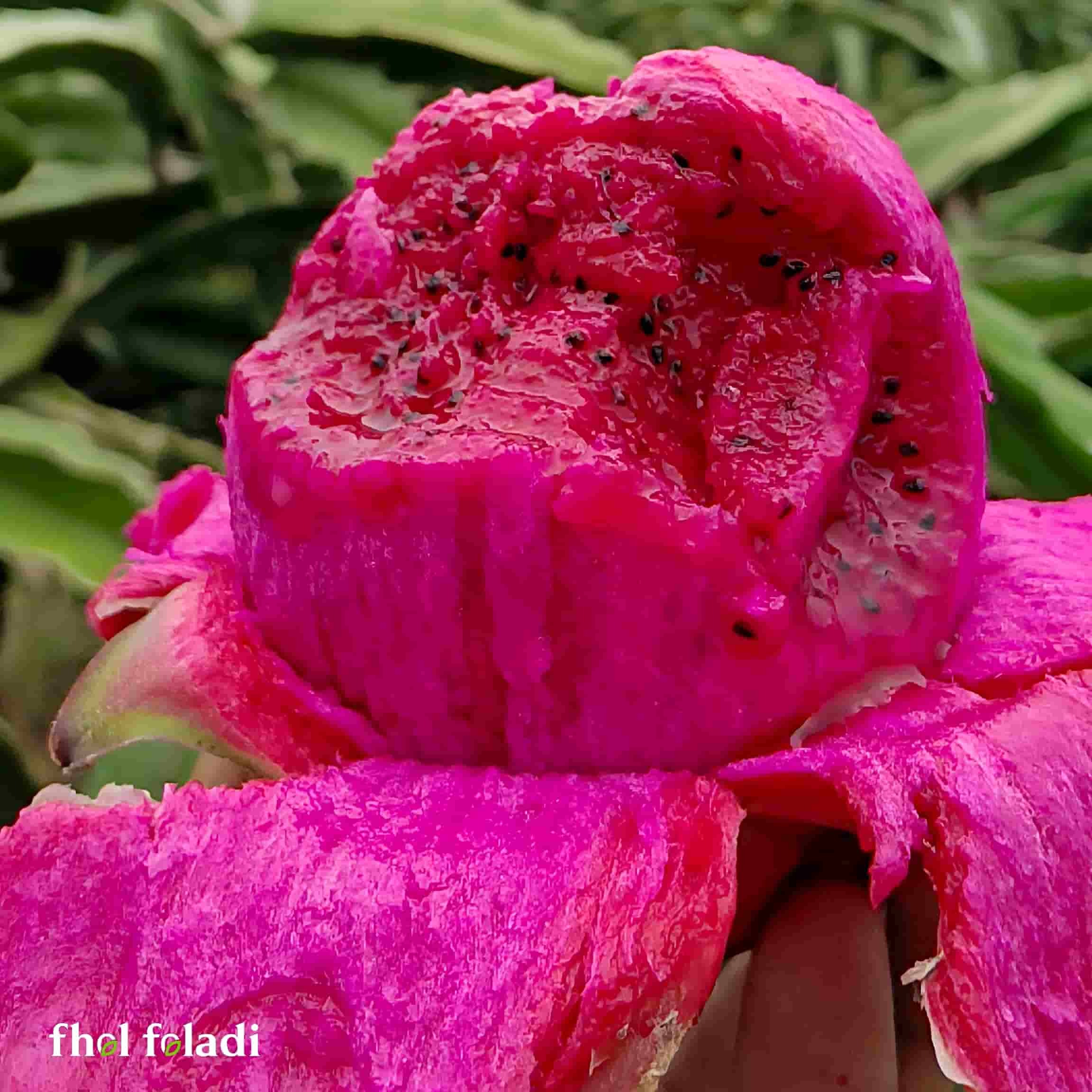 ন্যাচারাল ড্রাগন ফল ১০কেজি - (Natural Dragon Fruit 10kg)
