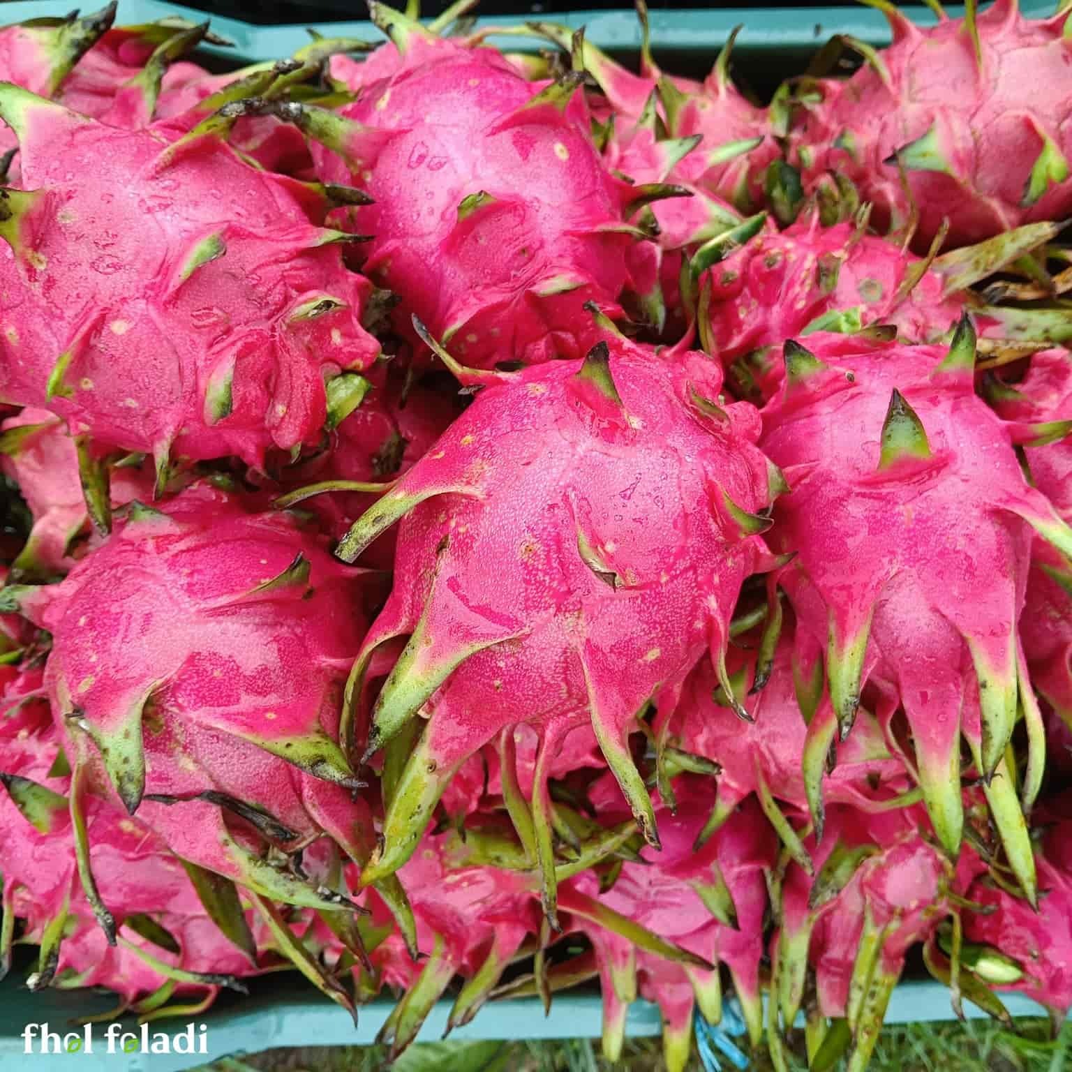 ন্যাচারাল ড্রাগন ফল ১৫কেজি - (Natural Dragon Fruit 15kg)