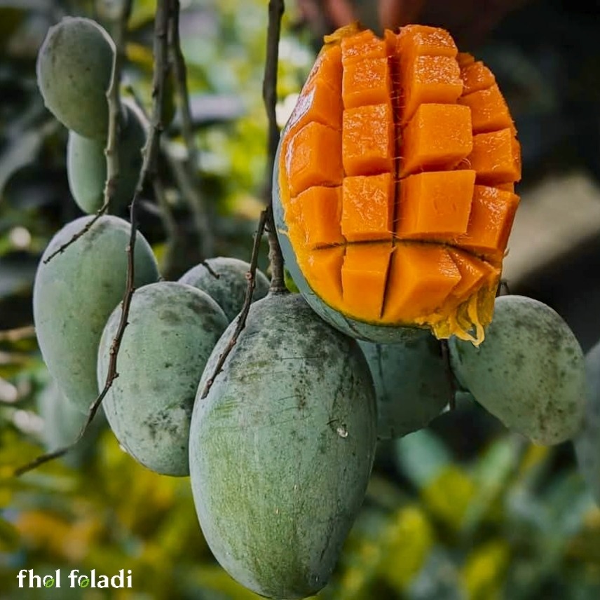 নিরাপদ প্রিমিয়াম আম্রপালি আম (Premium Amrapali Mango)
