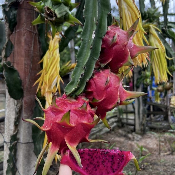 ন্যাচারাল ড্রাগন ফল ৮কেজি - (Natural Dragon Fruit 8kg)