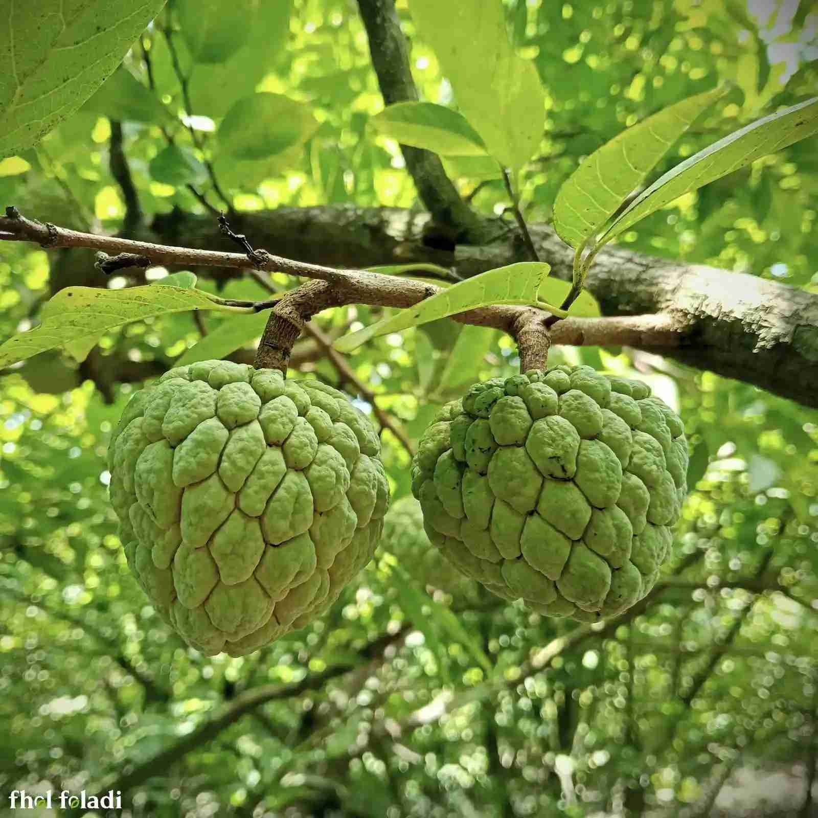 ন্যাচারাল শরিফা ফল-৩ কেজি  (Custard Apple 3kg)