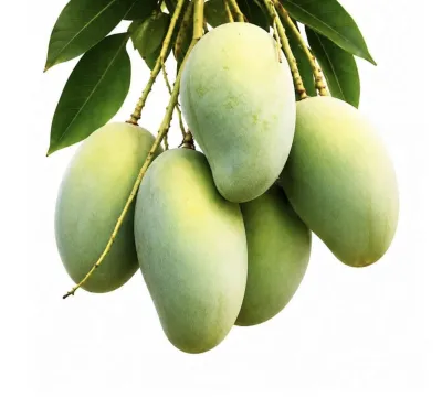 পাহাড়ি আম্রপালি ২৫ কেজি_img_0