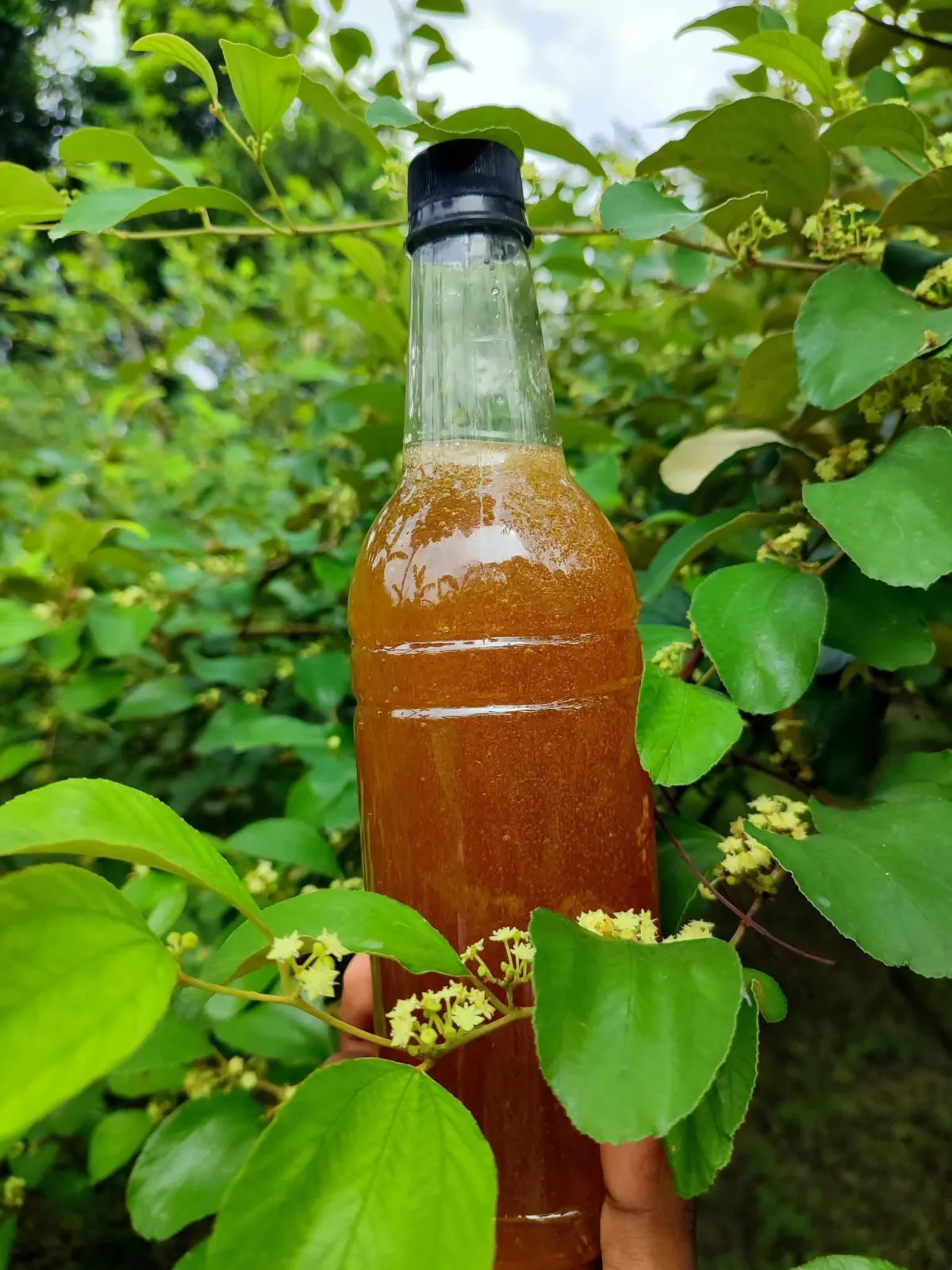 বরই ফুলের মধু