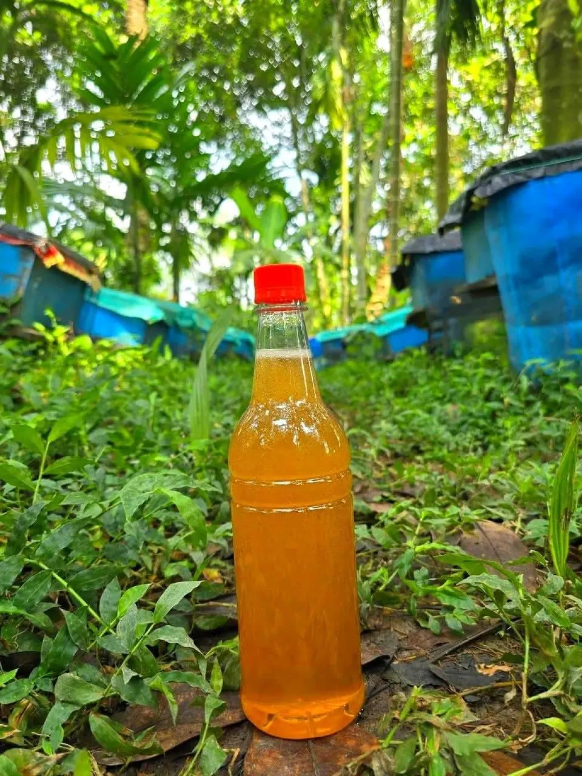 লিচু ফুলের মধু – (Litchi Flower Honey)