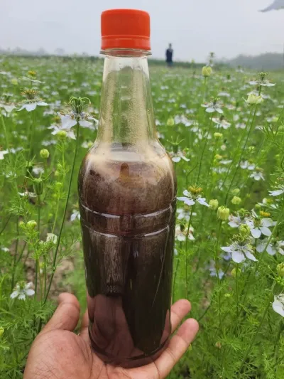 কালোজিরা ফুলের মধু – (Black Seed Flower Honey)_img_1