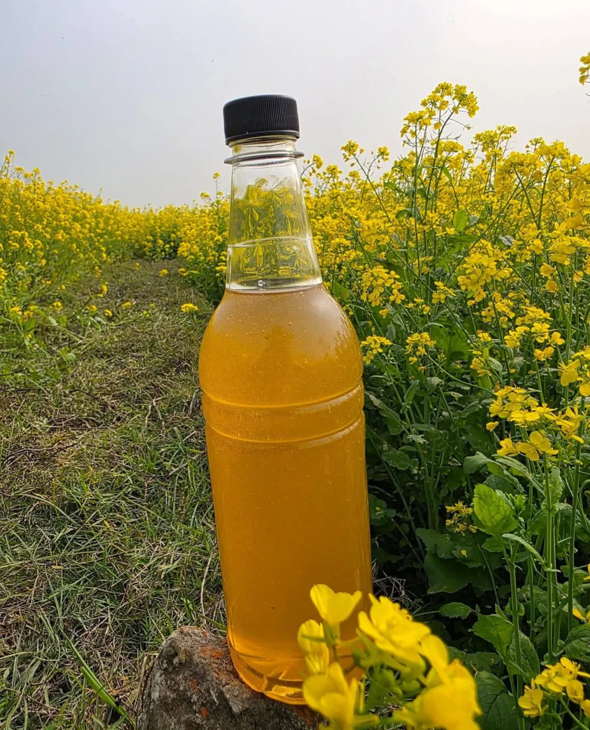 সরিষা ফুলের মধু - (Mustard Flower Honey)