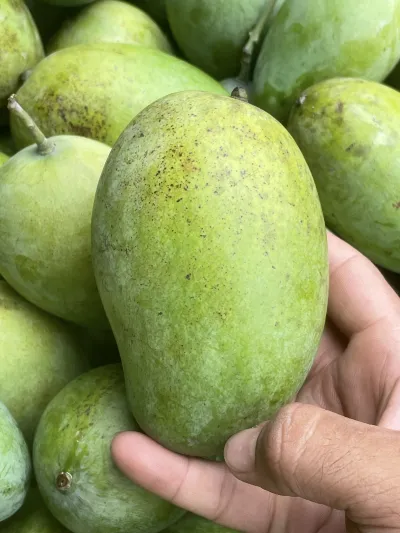 পাহাড়ি আম্রপালি ২৫ কেজি_img_3