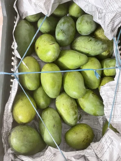 পাহাড়ি আম্রপালি ২৫ কেজি_img_4