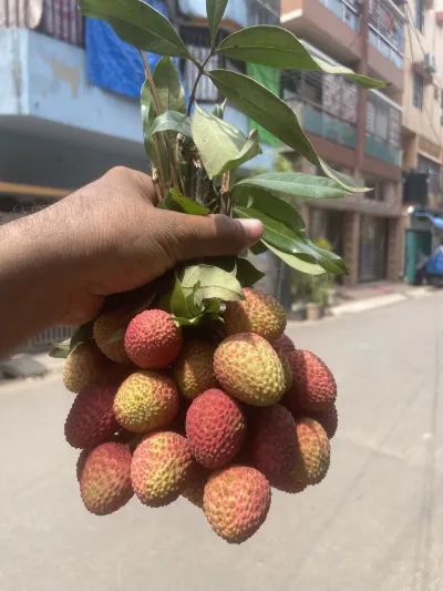 বোম্বাই লিচু_img_4