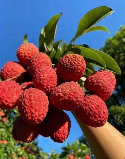 বোম্বাই লিচু_img_1
