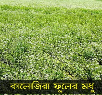 কালোজিরা ফুলের মধু – (Black Seed Flower Honey)_img_4