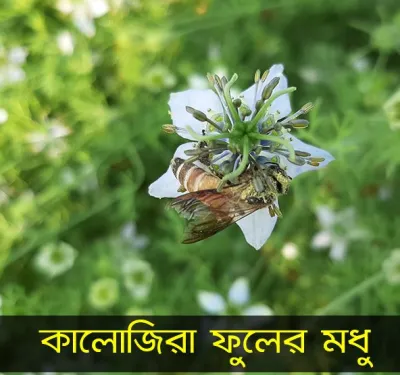 কালোজিরা ফুলের মধু – (Black Seed Flower Honey)_img_3