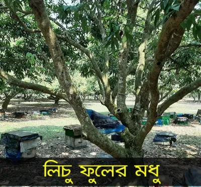 লিচু ফুলের মধু – (Litchi Flower Honey)_img_3