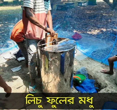 লিচু ফুলের মধু – (Litchi Flower Honey)_img_2
